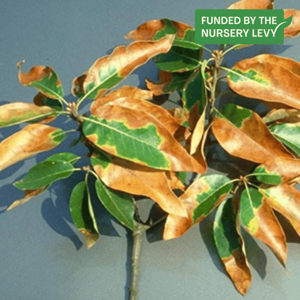 Xylella (1)